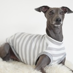 gray  border tank top