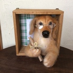 賢いゴールデンリトリバー❣️