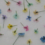 ちっちゃいカラフル１輪　100輪アソート。。。押花素材