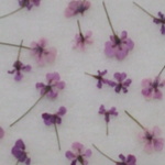 グラデーションカラフル１輪　100輪アソート（パープル系）。。。押花素材