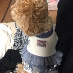 マルプーRIRIちゃん⭐︎オーダー品