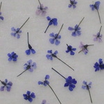 グラデーションカラフル１輪　100輪アソート（ラベンダー系）。。。押花素材
