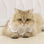 ペット用お花レースの首飾り/犬・猫/長さオーダー可能