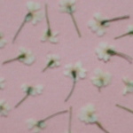 ちっちゃいカラフル１輪　100輪アソート（ホワイト）。。。押花素材