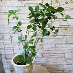 aさま専用　ジューンベリー　植物のみ