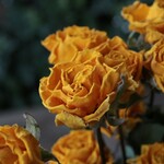 New サンアデュー（3本組：12輪）の Dry Flower