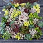 【送料込】姫秋麗と色んなセダムのカット苗★多肉★多肉植物★寄せ植え★グラプトペダルム★