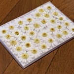 お花屋さんが作った純白マーガレットのドライフラワーお詰め合わせ