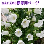 taks12346様専用ページです。他の方のご購入はご遠慮くださいませ。
