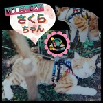 猫ちゃん用ハーネス(モダンロゴ柄)Mサイズ