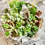 多肉植物カット苗＊お得なセット（送料無料）小