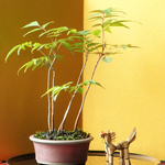 特価　：　櫨５幹