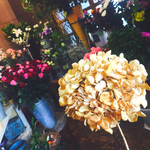 hydrangea 
