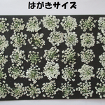 押し花　素材　花いろいろ(ホワイトレースフラワー) (３５枚) ７３０