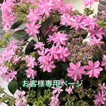 天然石珊瑚🌹ネックレス