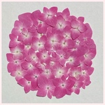 天然押し花素材　251
