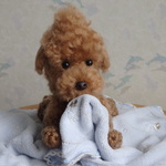 ご注文品 あみぐるみ 『トイプードルHちゃん』様