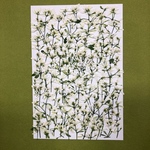 n様専用　押し花素材🌼ユーフォルビア　3セット🌼