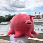 ピンクのメンダコC