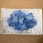 紫陽花のバレッタ