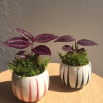 ミニ苔玉（トラディスカンティア）