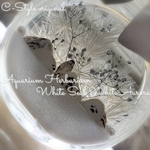 綺麗なオーロラ 海ハーバリウム 白アザラシ White Aurora