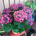 待望の再入荷♡レア♪【華あられ あじさい】可愛い咲き方の紫陽花♡珍しい品種 赤紫系