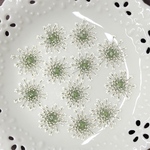 レースフラワー(押し花)