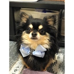 ◆maron様専用◆ ワンちゃん用　水色リボンチョーカー　犬服　犬アクセサリー◆