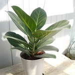 送料無料！ベンガレンシス♡観葉植物