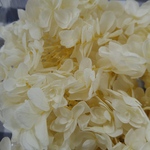 オフホワイトの柏葉紫陽花☆小分け