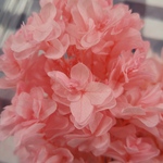 ピンクの柏葉紫陽花☆小分け
