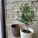 香川県産オリーブ【souju】鉢植え　sサイズ　植物のみの場合2500円