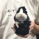 お座りモルモット♡