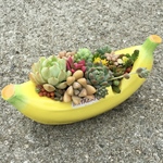 多肉植物とバナナ トロピカルな寄せ植え