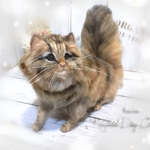 たぬき猫　タヌキ　ねこ　ネコ　狸　羊毛フェルト