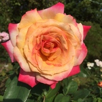 iedk様専用ページ