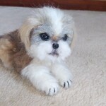シーズー