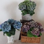 ﾟ･*:.｡❁秋色あじさいグリーン系✲*ﾟ アンティークカラーが魅力ﾟ･*:.｡❁ 