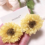 向日葵みたいな🌻アスター
