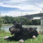 ebisshu様専用 甲斐犬 愛犬さん オーダー品 羊毛フェルト ハンドメイド