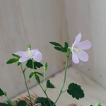 原種♡ハイビスカス♡ロバツス♡麻巻き♡