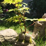 ☆いろはもみじ(ふたり地蔵、小)