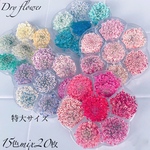 《15色20枚》特大サイズ☆ドライフラワー/カラーmixセレクトセット  