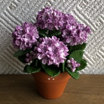 紫陽花  21 粘土の花鉢  ミニチュア