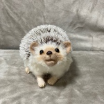 羊毛フェルト ハリネズミ 「ゴハンまだ？」