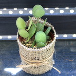 人気♡グリーンドラム♡緑の太鼓♡クセロシキオス♡多肉植物♡インテリア♡ガーデニング♡観葉植物