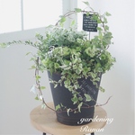 ꫛꫀꪝ✧‧˚ペチュニア ヴァンサンカンの寄せ植え❁¨̮green＆green❁¨̮プレゼントにも