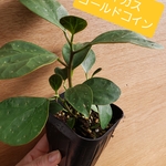 送料無料‼️珍しい！フィカス　ゴールドコイン　観葉植物
