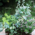 ハーブと小花のギャザリング寄せ植え